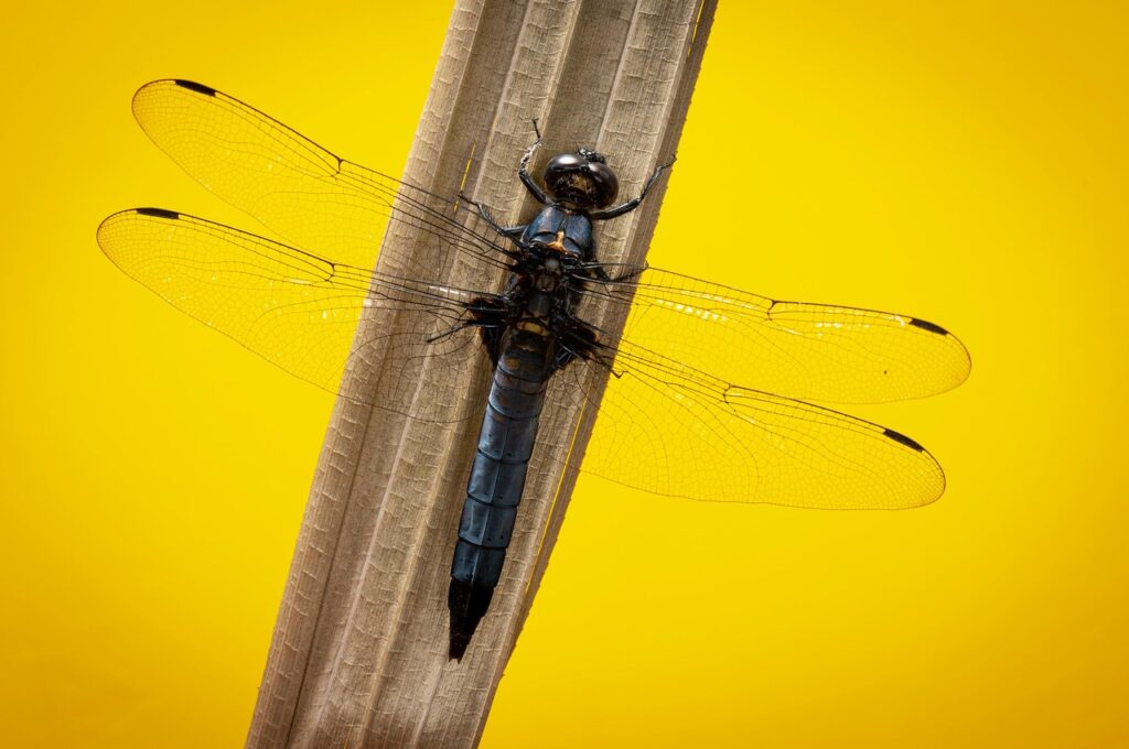 初出勤挨拶での成功のコツとは？