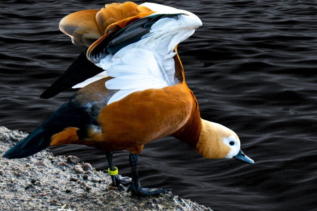 スタートアップ転職で注意すべきポイントは？