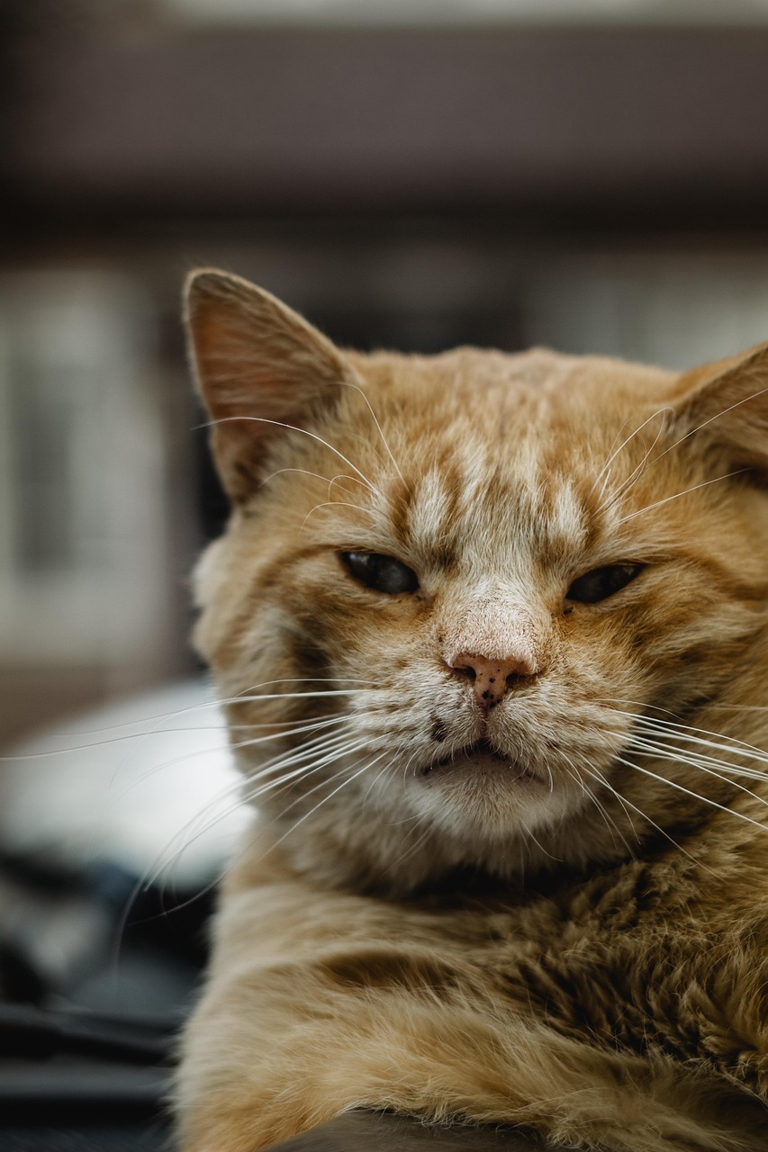 中途採用を辞退する理由とその影響について教えてもらえますか？